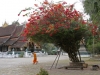 LAO-Munkit temppelialueella Luang Prapangissa_1